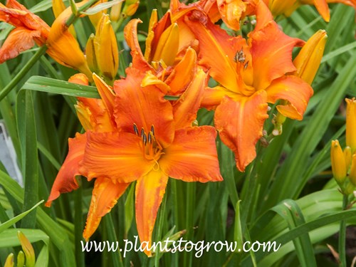 Primal Scream Daylily (Hemerocallis)
7.5 inch, tangerine self with green throat, Crispate-Cascade form
34 inches tall
dormant, tetraploid
Hanson-C., 1994